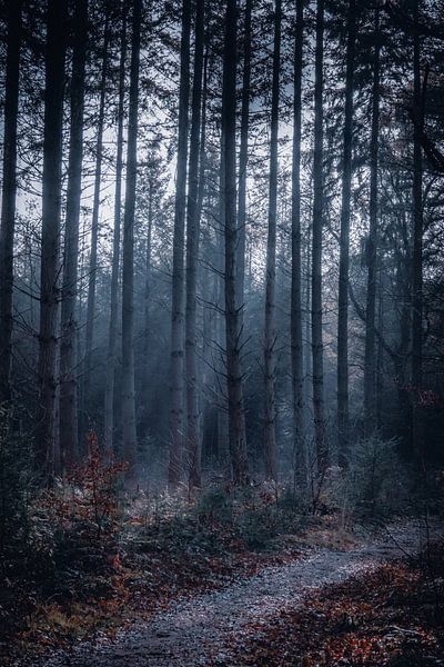Nebel im Wald von Jayzon Photo
