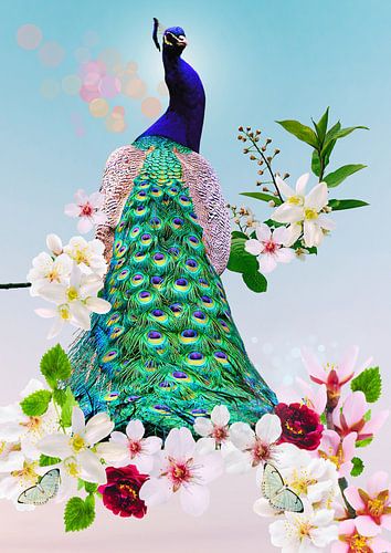 Peacock in the spring