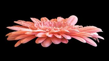 Waterdruppels op een Gerbera van Ron Westbroek