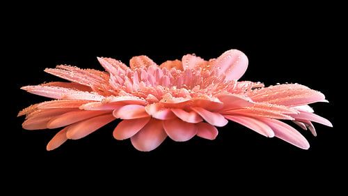 Waterdruppels op een Gerbera van Ron Westbroek