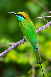 Green bee-eater Sri Lanka by Julie Brunsting