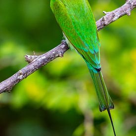 Green bee-eater Sri Lanka by Julie Brunsting