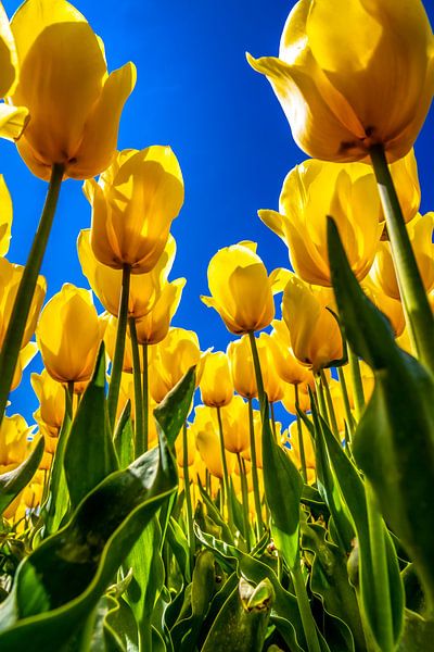 Yellow tulips under a clear blue sky by Freek van Oord