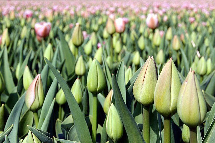Tulip Time  by Remy De Milde