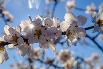 sun in flower