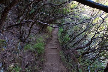 sentier de randonnée lavada dans les montagnes de madère