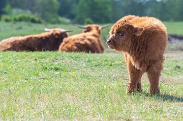 Schotse hooglanders als grote grazers in Nederland van Merijn Loch