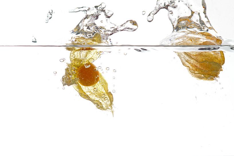 Physalis von Gerhard Albicker