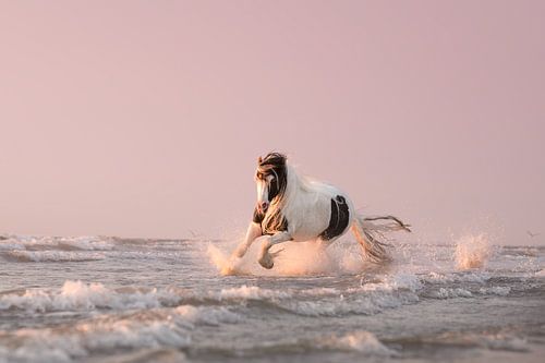 ein Pferd, das auf dem plätschernden Meer läuft