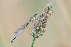 Demoiselle sur un plantain sur Hugo Meekes