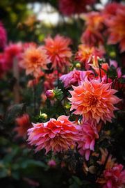 Wild Dahlias