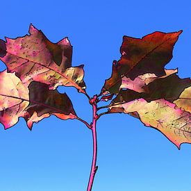 Lumière d'automne dans un rêve numérique ( chêne américain ) sur Jose Lok