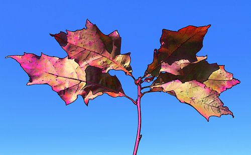 Herfst licht in digitale droom ( Amerikaanse eik ) van Jose Lok