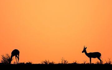 springbok du Kalahari sur Marije Rademaker