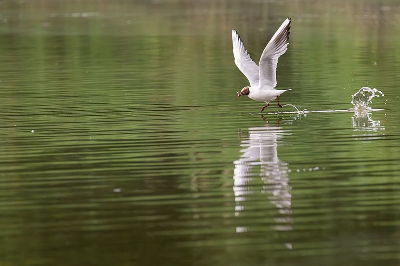 Auf dem Wasser gehen von Art By Light Photography
