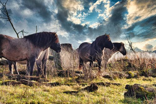 Konik Horses Oostvaardersplassen