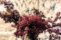 Bomen in de Herfts  Rode Bladeren met blauwe Lucht 03 van FotoDennis.com | Werk op de Muur thumbnail