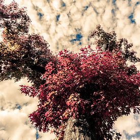 Bäume im Herbst Rotes Laub mit blauem Himmel 03 von FotoDennis.com | Werk op de Muur