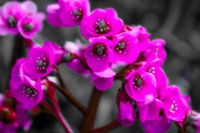 Paarse bloemen