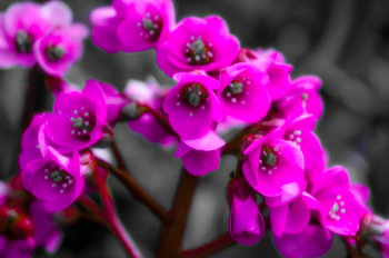 Paarse bloemen