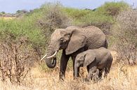 Olifant moeder en kalf in Tanzania van Mickéle Godderis thumbnail