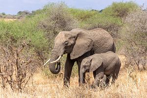 Olifant moeder en kalf in Tanzania van Mickéle Godderis