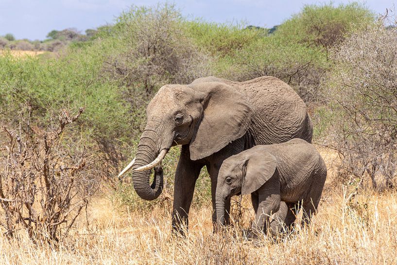 Une mère et son petit éléphant en Tanzanie par Mickéle Godderis