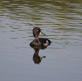 The Yellow Eye of the Tufted Duck