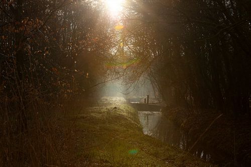 Sereen en Spannend: Mystiek Boslandschap in het ochtendlicht