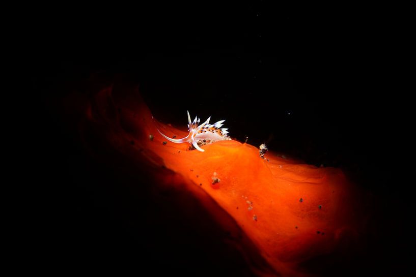 Indian Caloria nudibranch, Tulamben, Bali, Indonesië by Aniek Stevense