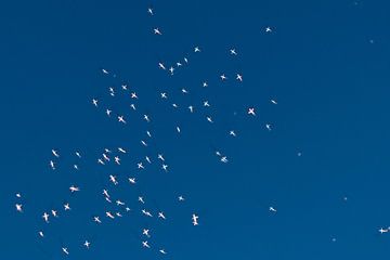 Sky blue by Wildthurn Photography
