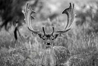 Damhirsch (schwarz-weiß)