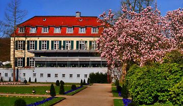 Panorama du magnolia
