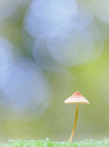 Feiner, kleiner Pilz im Abendlicht: Helmling mit Bokeh