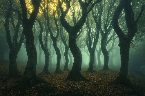 schilderachtig mystiek licht in het bos