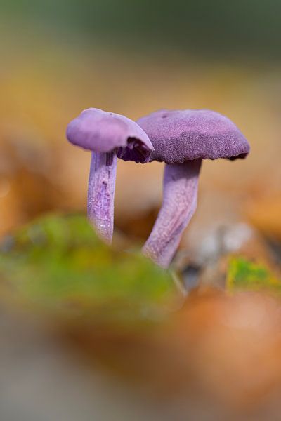 Amethyst-Pilz von Peter Bartelings