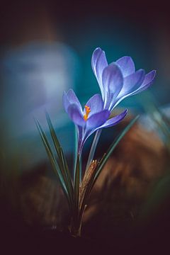 blau-violette Krokusblüte von Margriet Hulsker
