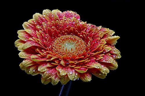 Eine wunderschöne Gerbera mit Tropfen bedeckt