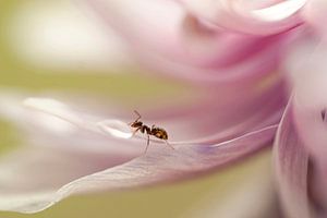 Ameise auf einer Anemone