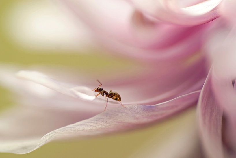 Nieuwsgierig aagje (Mier op een Anemoon) van Birgitte Bergman