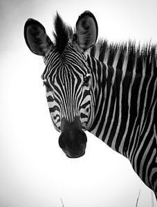 zebra sur Ed Dorrestein