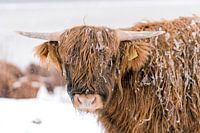 Schottischer Highlander im Schnee