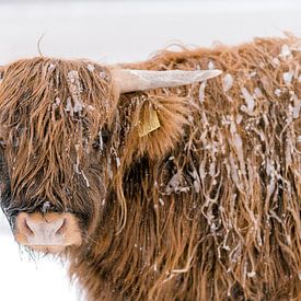 Le Highlander écossais dans la neige sur Joyce van Wijngaarden