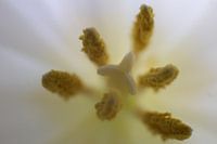 Close up of a white tulip