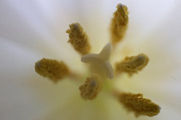 Close up van een witte tulp van Tanja Huizinga Photography