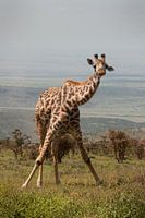 Giraffe Ochtendgymnastiek