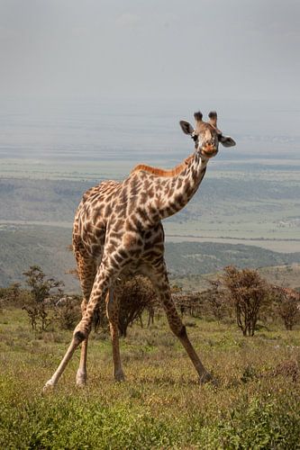 Giraffe Gymnastics by Stephan Spelde