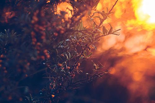Sea buckthorn in evening light