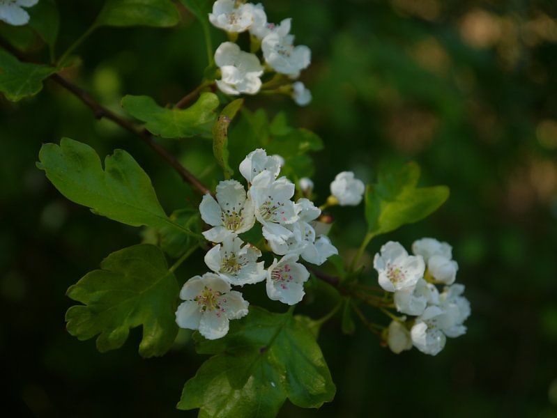 Blossom by Marloes Vissers-Schurman