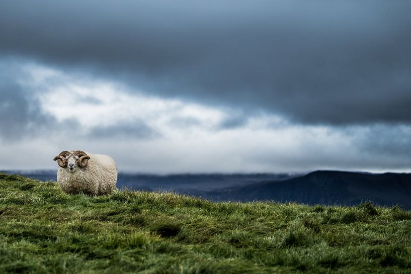 Moutons d'Islande par Kim van Dijk